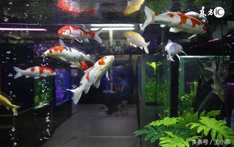 家裡養的魚|家裡養什麼魚好？適合家養的幾種魚